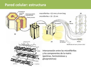 Pared celular: estructura
macrofibrillas = 0,5 mm y 4 mm long.
microfibrillas = 10 - 25 nm
Interconexión entre las microfibrillas
y los componentes de la matriz
(pectinas, hemicelulosas y
glicoproteínas)
Modificado de Evert y Eichorn 2013
 