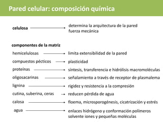 determina la arquitectura de la pared
fuerza mecánica
hemicelulosas
compuestos pécticos
limita extensibilidad de la pared
plasticidad
proteínas
oligosacarinas
lignina
cutina, suberina, ceras
calosa
síntesis, transferencia e hidrólisis macromoléculas
señalamiento a través de receptor de plasmalema
rigidez y resistencia a la compresión
reducen pérdida de agua
enlaces hidrógeno y conformación polímeros
solvente iones y pequeñas moléculas
floema, microsporogénesis, cicatrización y estrés
agua
celulosa
componentes de la matriz
Pared celular: composición química
 