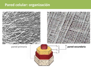 pared primaria pared secundaria
Pared celular: organización
 