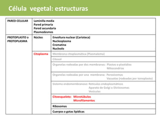 PARED CELULAR Laminilla media
Pared primaria
Pared secundaria
Plasmodesmos
PROTOPLASTO o
PROTOPLASMA
Núcleo Envoltura nuclear (Carioteca)
Nucleoplasma
Cromatina
Nucleolo
Citoplasma Membrana citoplasmática (Plasmalema)
Citosol
Organelas rodeadas por dos membranas: Plastos o plastidios
Mitocondrias
Organelas rodeadas por una membrana: Peroxisomas
Vacuolas (rodeadas por tonoplasto)
Sistema endomembranoso: Retículos endoplasmáticos
Aparato de Golgi o Dictiosomas
Vesículas
Citoesqueleto: Microtúbulos
Microfilamentos
Ribosomas
Cuerpos o gotas lipídicas
Célula vegetal: estructuras
 