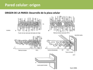 ORIGEN DE LA PARED: Desarrollo de la placa celular
Evert 2006
Pared celular: origen
núcleos
Fusión de las vesículas derivadas de Golgi Retículo túbulo-vesicular (RTV)
Retículo tubular RTV RTV
RT
Lámina fenestrada
laminilla media
Tubo de fusión
pcm
nueva pared celular
 