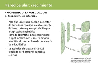 http://www.euita.upv.es/varios/
biologia/Temas/Pared%20celular
%20ampliada.htm#Crecimiento
CRECIMIENTO DE LA PARED CELULAR:
2) Crecimiento en extensión
Pared celular: crecimiento
• Para que las células puedan aumentar
de tamaño se requiere un aflojamiento
de la estructura que es producido por
una proteína enzimática
llamada extensina. Esta descompone
los polisacáridos de la matriz amorfa
permitiendo los cambios de posición de
las microfibrillas.
• La actividad de la extensina está
regulada por hormonas llamadas
auxinas.
 