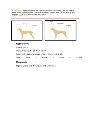 Práctica 1.Las medidas de las 3 secciones de un perro adulto son: su cabeza
mide 25cm. Su tronco mide 5 veces su cabeza y su cola mide un 10% más que su
cabeza. ¿Cuál es la medida total del perro?

Resolución:
Cabeza = 25cm.
Tronco = Cabeza X 5 (25 X 5 = 125cm)
Cola = 10% más que la cabeza. (25cm + 2.5cm (10% de 25).
Total:

25cm.

+

125cm.

+

Respuesta.
El perro en total mide 1 metro con 52.5 centímetros.

2.5cm.

=

152.5cm.

 