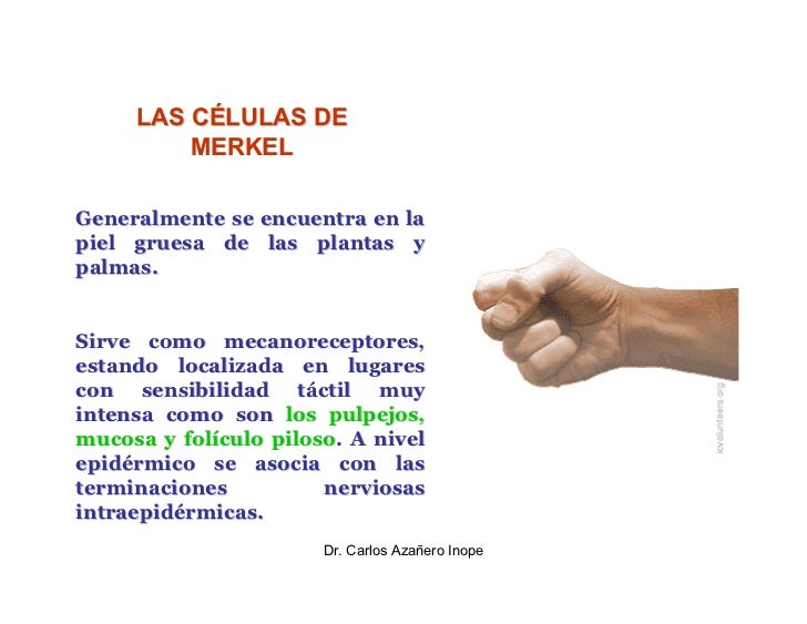 La psoriasis del cuero cabelludo el tratamiento del ungüento