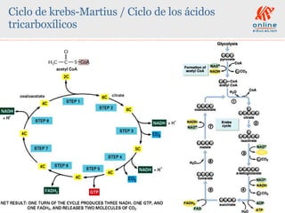 Ciclo de krebs-Martius / Ciclo de los ácidos tricarboxílicos 