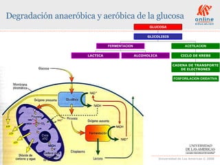 Degradación anaeróbica y aeróbica de la glucosa 