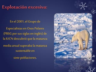 En el 2001, el Grupo de 
Especialistas en Osos Polares 
(PBSG por sus siglas en inglés) de 
la IUCN descubrió que la matanza 
media anual superaba la matanza 
sustentable en 
siete poblaciones. 
