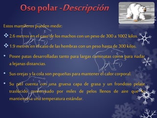 Estos mamíferos pueden medir: 
2.6 metros en el caso de los machos con un peso de 300 a 1002 kilos. 
1.9 metros en el caso de las hembras con un peso hasta de 300 kilos. 
• Posee patas desarrolladas tanto para largas caminatas como para nadar 
a lejanas distancias. 
• Sus orejas y la cola son pequeñas para mantener el calor corporal. 
• Su piel cuenta con una gruesa capa de grasa y un frondoso pelaje 
traslúcido conformado por miles de pelos llenos de aire que lo 
mantienen a una temperatura estándar. 
 