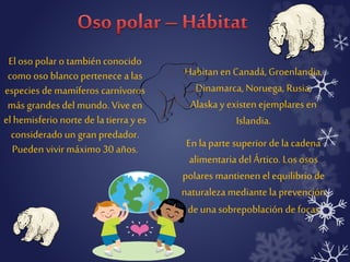 El oso polar o también conocido 
como oso blanco pertenece a las 
especies de mamíferos carnívoros 
más grandes del mundo. Vive en 
el hemisferio norte de la tierra y es 
considerado un gran predador. 
Pueden vivir máximo 30 años. 
Habitan en Canadá, Groenlandia, 
Dinamarca, Noruega, Rusia, 
Alaska y existen ejemplares en 
Islandia. 
En la parte superior de la cadena 
alimentaria del Ártico. Los osos 
polares mantienen el equilibrio de 
naturaleza mediante la prevención 
de una sobrepoblación de focas 
 