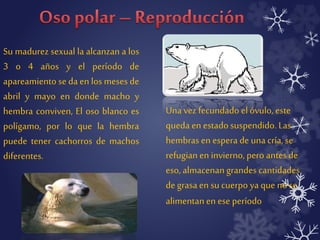 Su madurez sexual la alcanzan a los 
3 o 4 años y el período de 
apareamiento se da en los meses de 
abril y mayo en donde macho y 
hembra conviven, El oso blanco es 
polígamo, por lo que la hembra 
puede tener cachorros de machos 
diferentes. 
Una vez fecundado el óvulo, este 
queda en estado suspendido. Las 
hembras en espera de una cría, se 
refugian en invierno, pero antes de 
eso, almacenan grandes cantidades 
de grasa en su cuerpo ya que no se 
alimentan en ese período 
 