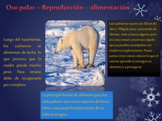 Luego del nacimiento, 
los cachorros se 
alimentan de leche, lo 
que provoca que la 
madre pierda mucho 
peso. Para verano 
debe de recuperarlo 
por completo. 
Los cachorros nacen con 30 cm de 
alto y 700g de peso, careciendo de 
dientes, vista y fuerza alguna, pero 
en cinco meses crecen tan rápido 
que ya pueden acompañar a la 
madre en exploraciones. Pasan 
juntos cinco meses más en lo que el 
osezno aprende a conseguir su 
alimento y a protegerse 
La principal fuente de alimento para los 
osos polares son varias especies de focas. 
Estos osos pasan la mayor parte de su 
vida en el agua. 
 