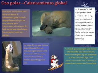 El repliegue anticipado del hielo 
del verano debido al 
calentamiento global reduce la 
temporada de cacería para los 
osos, mientras que la 
fragmentación y la reducción del 
hielo marino hace más difícil que 
los osos polares viajen y se 
recluyan. . 
Las presas del oso polar, como la 
foca anillada, también son 
afectadas negativamente con la 
disminución del hielo marino, 
mermando la cantidad de 
alimento disponible para los 
osos 
La disminución en la 
extensión de hielo 
polar también obliga 
a los osos polares de 
ciertas poblaciones a 
nadar distancias más 
largas entre tierra y 
hielo, haciendo que se 
ahogen cuando hay 
tormentas 
Y a medida que se encoge el hielo marino 
total disponible para los osos polares, 
éstos se ven obligados a pasar más tiempo 
en la tierra, lo que da lugar a más 
interacciones con los seres humanos y el 
potencial de un aumento en la mortalidad. 
 