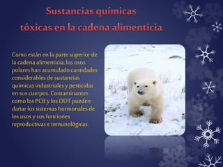 Como están en la parte superior de 
la cadena alimenticia, los osos 
polares han acumulado cantidades 
considerables de sustancias 
químicas industriales y pesticidas 
en sus cuerpos. Contaminantes 
como los PCB y los DDT pueden 
dañar los sistemas hormonales de 
los osos y sus funciones 
reproductivas e inmunológicas. 
 