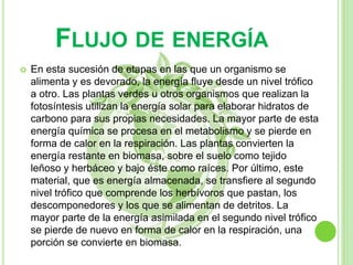 FLUJO DE ENERGÍA
 En esta sucesión de etapas en las que un organismo se
alimenta y es devorado, la energía fluye desde un nivel trófico
a otro. Las plantas verdes u otros organismos que realizan la
fotosíntesis utilizan la energía solar para elaborar hidratos de
carbono para sus propias necesidades. La mayor parte de esta
energía química se procesa en el metabolismo y se pierde en
forma de calor en la respiración. Las plantas convierten la
energía restante en biomasa, sobre el suelo como tejido
leñoso y herbáceo y bajo éste como raíces. Por último, este
material, que es energía almacenada, se transfiere al segundo
nivel trófico que comprende los herbívoros que pastan, los
descomponedores y los que se alimentan de detritos. La
mayor parte de la energía asimilada en el segundo nivel trófico
se pierde de nuevo en forma de calor en la respiración, una
porción se convierte en biomasa.
 