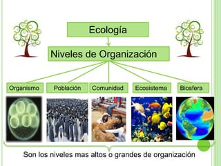 Niveles de Organización
Ecología
Organismo Población Comunidad Ecosistema Biosfera
Son los niveles mas altos o grandes de organización
 