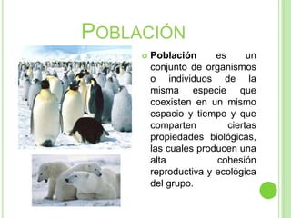 POBLACIÓN
 Población es un
conjunto de organismos
o individuos de la
misma especie que
coexisten en un mismo
espacio y tiempo y que
comparten ciertas
propiedades biológicas,
las cuales producen una
alta cohesión
reproductiva y ecológica
del grupo.
 