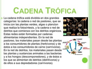  La cadena trófica está dividida en dos grandes
categorías: la cadena o red de pastoreo, que se
inicia con las plantas verdes, algas o plancton
que realiza la fotosíntesis, y la cadena o red de
detritos que comienza con los detritos orgánicos.
Estas redes están formadas por cadenas
alimentarias independientes. En la red de
pastoreo, los materiales pasan desde las plantas
a los consumidores de plantas (herbívoros) y de
éstos a los consumidores de carne (carnívoros).
En la red de detritos, los materiales pasan desde
las plantas y sustancias animales a las bacterias
y a los hongos (descomponedores), y de éstos a
los que se alimentan de detritos (detritívoros) y
de ellos a sus depredadores (carnívoros).
CADENA TRÓFICA
 
