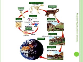 NivelesdeOrganizacióndelamateria
 