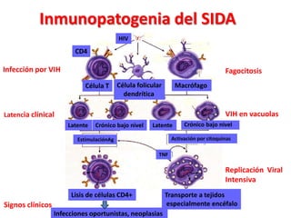 Inmunopatogenia del SIDA
                                          HIV

                         CD4

Infección por VIH                                                                    Fagocitosis
                            Célula T      Célula folicular      Macrófago
                                            dendrítica

Latencia clínical                                                                    VIH en vacuolas
                      Latente   Crónico bajo nivel    Latente       Crónico bajo nivel

                         EstimulaciónAg                        Activación por citoquinas

                                                         TNF

                                                                                     Replicación Viral
                                                                                     Intensiva
                       Lisis de células CD4+                 Transporte a tejidos
Signos clínicos                                               especialmente encéfalo
                  Infecciones oportunistas, neoplasias
 