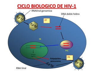 CICLO BIOLOGICO DE HIV-1
            RNAViral genomico
                                        DNA doble hebra

                       RT
                        RT




                  IN



                                            PIC

                                              PR
                                               PR
                             Polipéptidos
                             precursores


RNA Viral
 