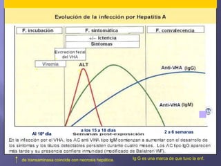 *
       *




                              a los 15 a 18 días                   2 a 6 semanas.
     Al 10º día




de transaminasa coincide con necrosis hepática.    Ig G es una marca de que tuvo la enf.
 