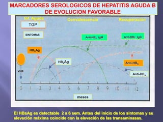 MARCADORES SEROLOGICOS DE HEPATITIS AGUDA B
         DE EVOLUCION FAVORABLE
        Inf. Aguda          Convalescencia            Recuperación
          TGP

        SINTOMAS
                                     Anti-HBc IgM        Anti-HBc IgG



          HBSAg


                       HBeAg                              Anti-HBS

  VHB
                                                              Anti-HBe




                                 meses



 El HBsAg es detectable 2 a 6 sem. Antes del inicio de los sintomas y su
 elevación máxima coincide con la elevación de las transaminasas.
 