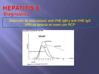 Detección de anticuerpos: anti-VHE IgM y anti-VHE IgG
          ARN se detecta en suero por RCP
 