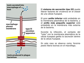 El  sistema de secreción tipo III  puede liberar factores de virulencia en el citosol de una célula huesped. El gran  anillo inferior  está embebido en la membrana plasmática de la bacteria, y el  anillo más pequeño superior  está embebido en la membrana más externa de la bacteria. Durante la infección, el contacto del “tubo” con la membrana plasmática de la célula huesped gatilla la secreción dentro de la célula huesped. En este caso se observa como  Yersinia pestis  libera toxinas en el macrófago. 