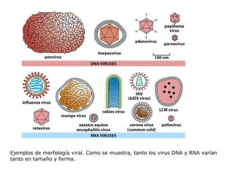 Ejemplos de morfología viral. Como se muestra, tanto los virus DNA y RNA varían tanto en tamaño y forma. 