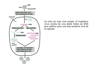 Un ciclo de vida viral simple. El hipotético virus consta de una doble hebra de DNA que codifica para una sola proteína viral de la capside. 