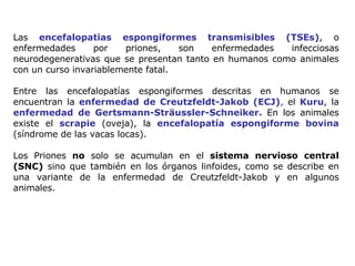 Las  encefalopatias espongiformes transmisibles (TSEs) , o enfermedades por priones, son enfermedades infecciosas neurodegenerativas que se presentan tanto en humanos como animales con un curso invariablemente fatal. Entre las encefalopatías espongiformes descritas en humanos se encuentran la  enfermedad de Creutzfeldt-Jakob (ECJ) ,  el  Kuru , la  enfermedad de Gertsmann-Sträussler-Schneiker.  En los animales existe el  scrapie   (oveja), la  encefalopatía espongiforme bovina   (síndrome de las vacas locas). Los Priones  no  solo se acumulan en el  sistema nervioso central (SNC)  sino que también en los órganos linfoides, como se describe en una variante de la enfermedad de Creutzfeldt-Jakob y en algunos animales. 