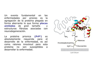 Un evento fundamental en las enfermedades por priones es la agregación de la proteína plegada en forma aberrante lo que forma  placas amilodes  de gran tamaño  y estructuras fibrosas asociadas con neurodegeneración. La proteína prionica  (PrP C )  es absolutamente requerida para el desarrollo de la enfermedad, es así como ratones  knockout  para esta proteína no son susceptibles a desarrollar la enfermedad. 