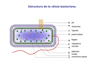 Estructura de la célula bacteriana.  pili ribosomas cápsula pared celular flagelo citoplasma vacuola plásmido núcleo membrana celular 