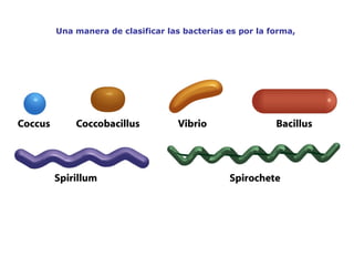 Una manera de clasificar las bacterias es por la forma, 