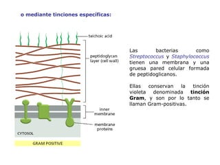 Las bacterias como  Streptococcus  y  Staphylococcus   tienen una membrana y una gruesa pared celular formada de peptidoglicanos. Ellas conservan la tinción violeta denominada  tinción Gram , y son por lo tanto se llaman Gram-positivas. o mediante tinciones específicas: 