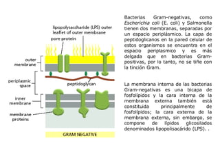Bacterias Gram-negativas, como  Escherichia coli  (E. coli) y Salmonella tienen dos membranas, separadas por un espacio periplásmico. La capa de peptidoglicanos en la pared celular de estos organismos se encuentra en el espacio periplasmico y es más delgada que en bacterias Gram-positivas, por lo tanto, no se tiñe con la tinción Gram. La membrana interna de las bacterias Gram-negativas es una bicapa de fosfolípidos y la cara interna de la membrana externa también está constituida principalmente de fosfolípidos; la cara externa de la membrana externa, sin embargo, se compone de lípidos glicosilados denominados lipopolisacárido (LPS). . 