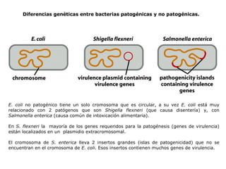 Diferencias genéticas entre bacterias patogénicas y no patogénicas. E. coli  no patogénico tiene un solo cromosoma que es circular, a su vez  E. coli  está muy relacionado con 2 patógenos que son  Shigella flexneri  (que causa disentería) y, con  Salmonella enterica  (causa común de intoxicación alimentaria). En  S. flexneri  la  mayoría de los genes requeridos para la patogénesis (genes de virulencia) están localizados en un  plasmidio extracromosomal. El cromosoma de  S. enterica  lleva 2 insertos grandes (islas de patogenicidad) que no se encuentran en el cromosoma de  E. coli . Esos insertos contienen muchos genes de virulencia. 