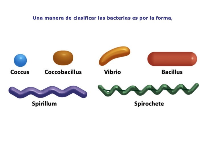 Clase 2 Bacterias, Virus, Priones
