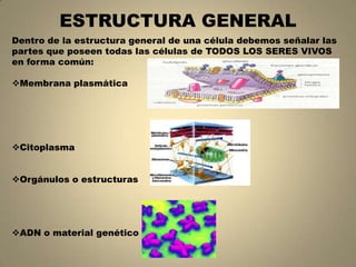 ESTRUCTURA GENERAL
Dentro de la estructura general de una célula debemos señalar las
partes que poseen todas las células de TODOS LOS SERES VIVOS
en forma común:
Membrana plasmática

Citoplasma
Orgánulos o estructuras

ADN o material genético

 