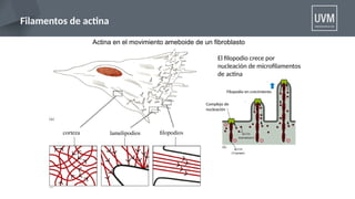 clase de citoesqueleto, actina, microtubulos | PPTX