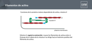 clase de citoesqueleto, actina, microtubulos | PPTX