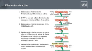 clase de citoesqueleto, actina, microtubulos | PPTX