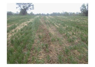 Ing. Agr. Miguel HERRERA
Ing. Agr. Miguel HERRERA –
– Mecanizaci
Mecanizació
ón Agr
n Agrí
ícola FCA. UNER
cola FCA. UNER
 