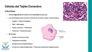 Células del Tejido Conectivo
2) Macrófagos
• Células fagocíticas derivadas de los monocitos sanguíneos.
• Los macrófagos tienen muchos nombres de acuerdo al lugar a donde migran:
• Hígado → Célula de Küppfer.
• SNC → Microglias.
• Tejido conectivo → Histiocitos.
• Pulmones → Célula del polvo.
• Morfología:
• Núcleo en forma de riñón.
• Citoplasma eosinófilo.
• Evaginaciones citoplasmáticas.
• Si está con material fagocitado → Vesículas endocíticas, fagolisosomas.
 