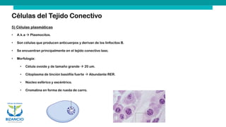 Células del Tejido Conectivo
5) Células plasmáticas
• A.k.a → Plasmocitos.
• Son células que producen anticuerpos y derivan de los linfocitos B.
• Se encuentran principalmente en el tejido conectivo laxo.
• Morfología:
• Célula ovoide y de tamaño grande → 20 um.
• Citoplasma de tinción basófila fuerte → Abundante RER.
• Núcleo esférico y excéntrico.
• Cromatina en forma de rueda de carro.
 