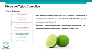 Fibras del Tejido Conectivo
1) Fibras Colágenas
• Para la hidroxilación de la prolina, para que se convierta a hidroxiprolina, es
necesario de la acción de una enzima llamada prolil hidroxilasa que tiene
como cofactor a la Vitamina C.
• Escorbuto → Ausencia de vitamina C → No se forma la hidroxiprolina → Las
cadenas de colágeno son deficientes y la síntesis no finaliza bien
 