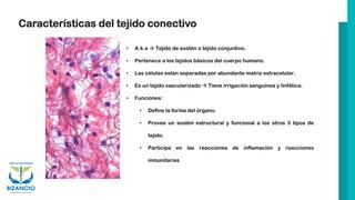 Características del tejido conectivo
• A.k.a → Tejido de sostén o tejido conjuntivo.
• Pertenece a los tejidos básicos del cuerpo humano.
• Las células están separadas por abundante matriz extracelular.
• Es un tejido vascularizado → Tiene irrigación sanguínea y linfática.
• Funciones:
• Define la forma del órgano.
• Provee un sostén estructural y funcional a los otros 3 tipos de
tejido.
• Participa en las reacciones de inflamación y reacciones
inmunitarias
 