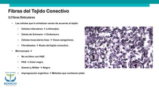 Fibras del Tejido Conectivo
3) Fibras Reticulares
• Las células que lo sintetizan varían de acuerdo al tejido:
• Células reticulares → Linfonodos.
• Célula de Schwann → Endoneuro.
• Células musculares lisas → Vasos sanguíneos.
• Fibroblastos → Resto del tejido conectivo.
• Microscopía →
• No se tiñen con H&E.
• PAS → Color negro.
• Gomori y Wilder → Negro.
• Impregnación argéntica → Métodos que contienen plata
 