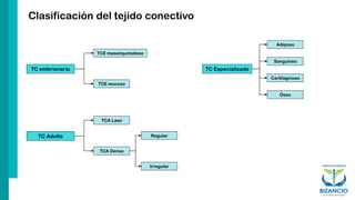 Clasificación del tejido conectivo
TC embrionario
TCE mesenquimatoso
TCE mucoso
TC Adulto
TCA Laxo
TCA Denso
Regular
Irregular
TC Especializado
Adiposo
Sanguíneo
Cartilaginoso
Óseo
 