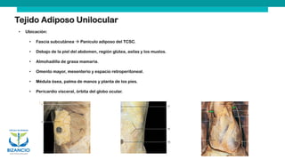 Tejido Adiposo Unilocular
• Ubicación:
• Fascia subcutánea → Panículo adiposo del TCSC.
• Debajo de la piel del abdomen, región glútea, axilas y los muslos.
• Almohadilla de grasa mamaria.
• Omento mayor, mesenterio y espacio retroperitoneal.
• Médula ósea, palma de manos y planta de los pies.
• Pericardio visceral, órbita del globo ocular.
 